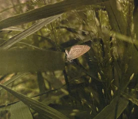 A small butterfly rests on tall blades of grass in a softly lit, green forest floor