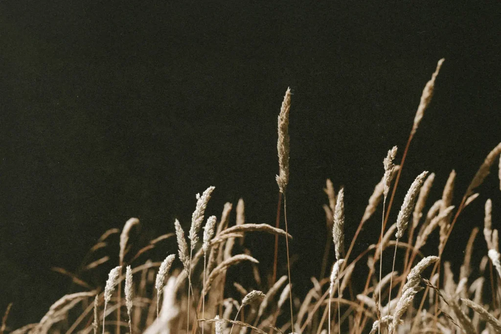 Tall dried grasses illuminated against a dark background