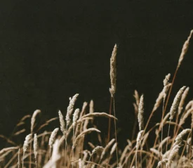Tall dried grasses illuminated against a dark background