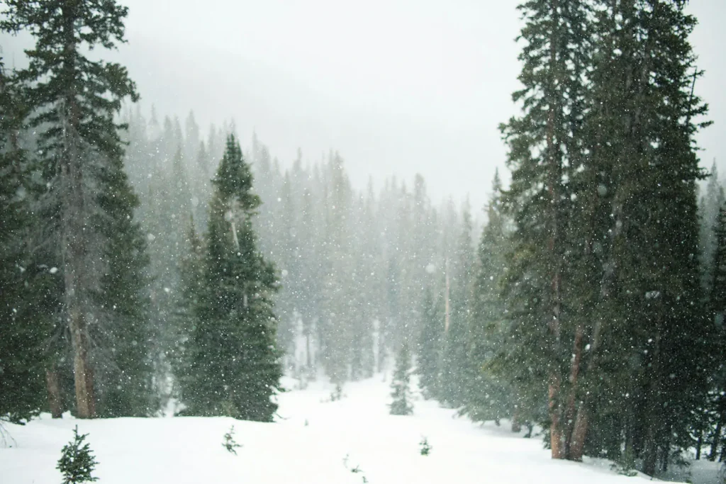 snow in forest of christmas like trees