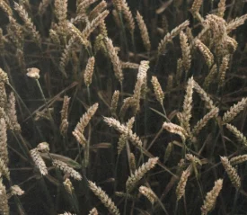 A close-up of tall wheat stalks swaying in soft, muted light