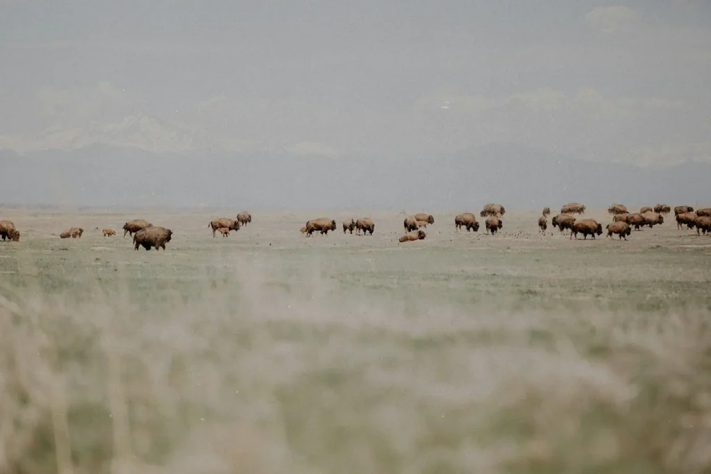 Herd of bison grazes on open grassland with faint mountains visible in the distance