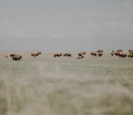 Herd of bison grazes on open grassland with faint mountains visible in the distance