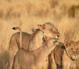 Three young lions stand close together in tall golden grass, nuzzling and brushing against one another in a warm, sunlit savanna