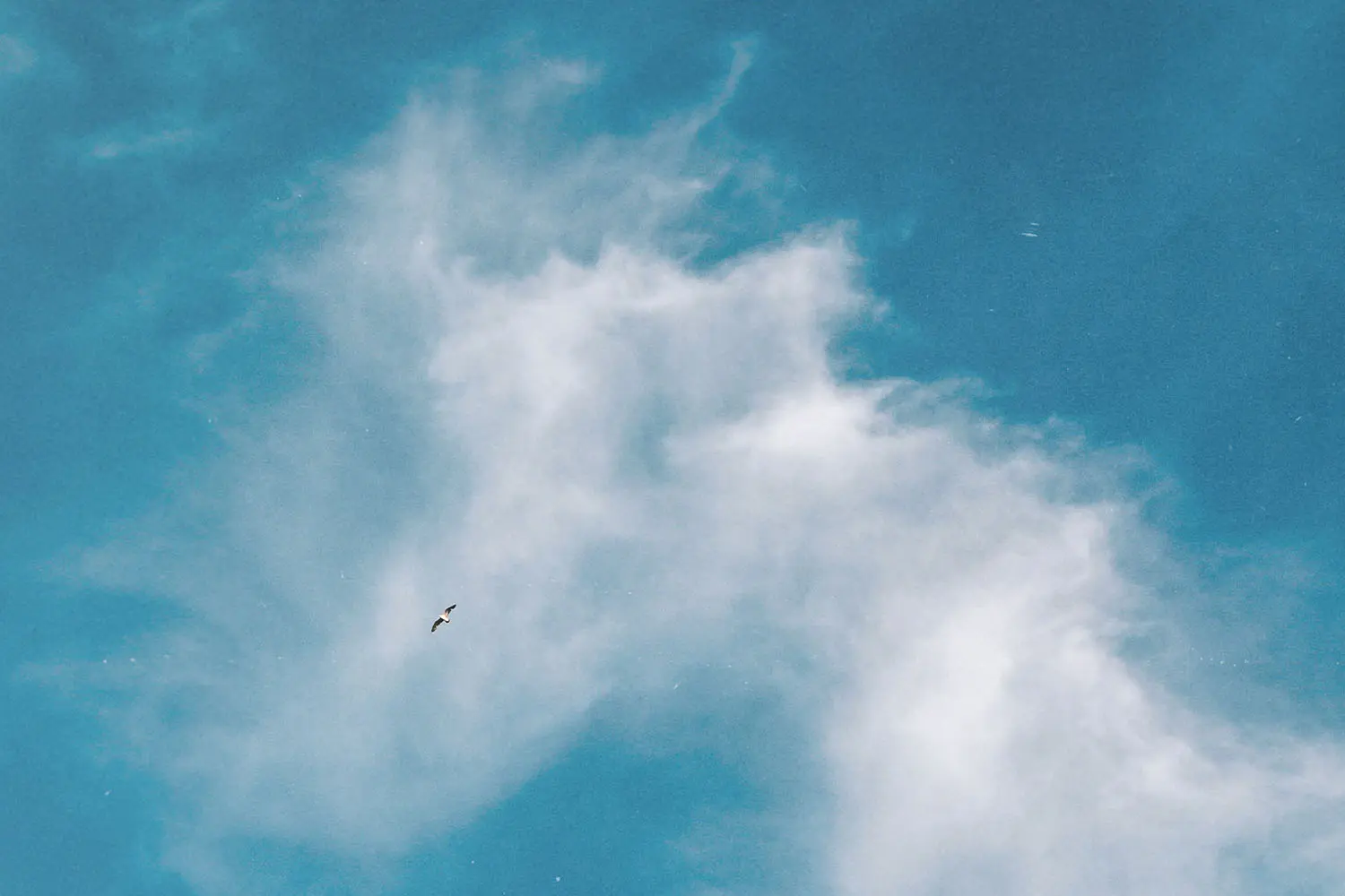 bird flying high in the sky