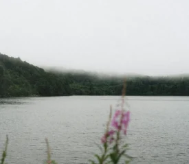 A calm lake bordered by dense green forest, with low fog drifting across the distant treetops and pink wildflowers in the foreground