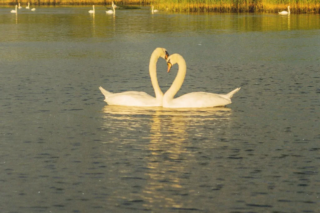 swans on a lake creating a heart with their long necks