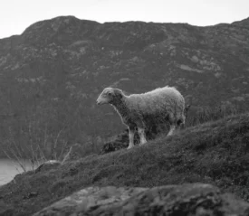 Sheep on a hill