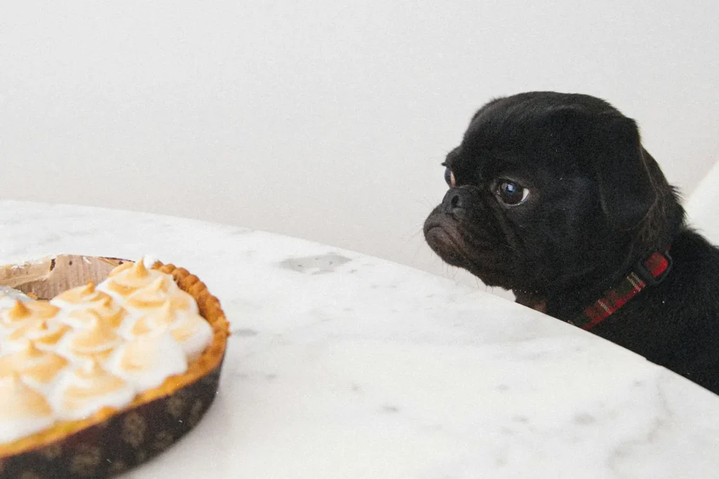 Dog longingly looking at a casserole on table