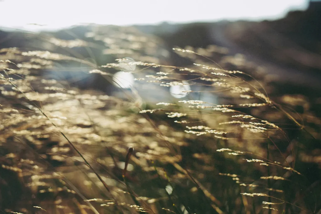Sunlit wild grass swaying in a gentle breeze, symbolizing fresh impartation of God’s Word and renewal for believers seeking restoration and spiritual growth.