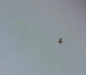 A single bird soars across a vast, pale sky, centered against the open, empty sky