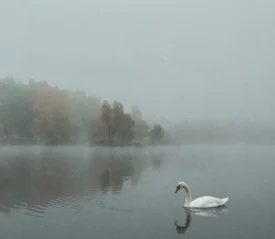 Single swan resting on open waters