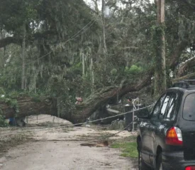 Dirt road blocked by a fallen tree
