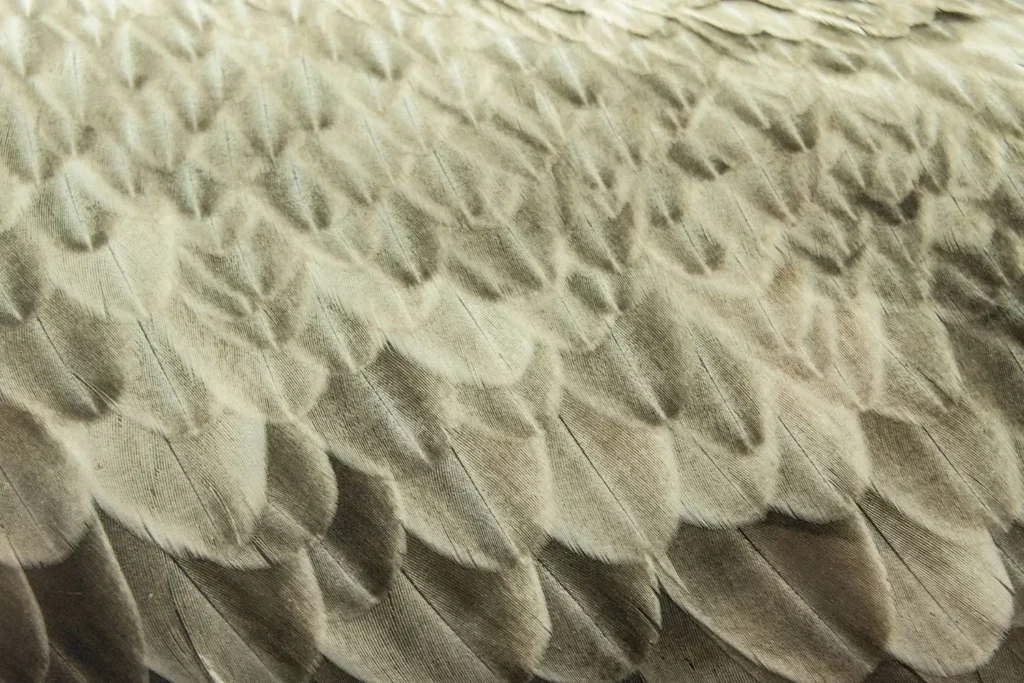 Close-up shot of feathers from wings