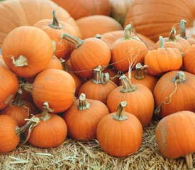 Pumpkin patch on hay