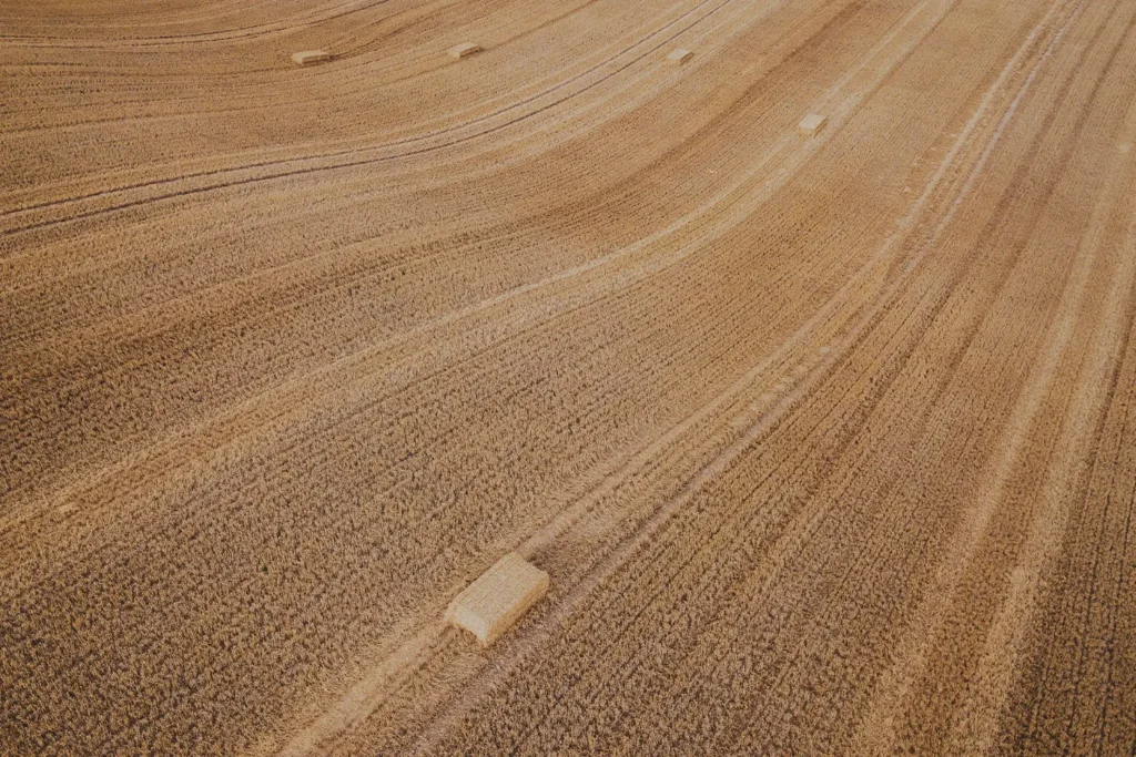 Wide field of golden grain shows long curved harvesting lines with rectangular hay bales scattered across the landscape