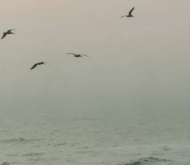Four birds glide above a misty ocean at sunrise, with soft pastel light filtering through the haze