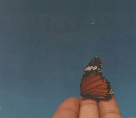 Butterfly resting on three fingers