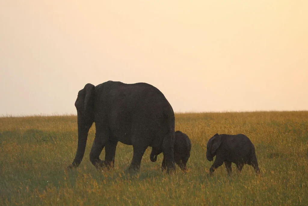 Mother elephant with her calf