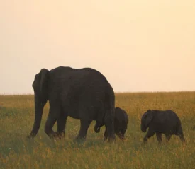 Mother elephant with her calf