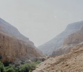 Valley of trees in the mountains