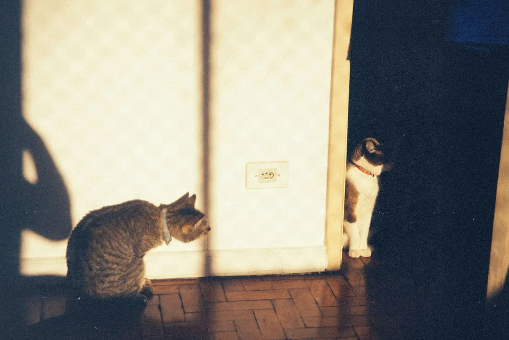 Two cats in warm sunlight, one sitting near a wall and the other peeking from a shadowed doorway