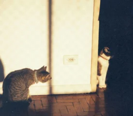Two cats in warm sunlight, one sitting near a wall and the other peeking from a shadowed doorway