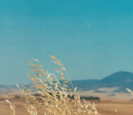 wheat grass in front of a mountain range