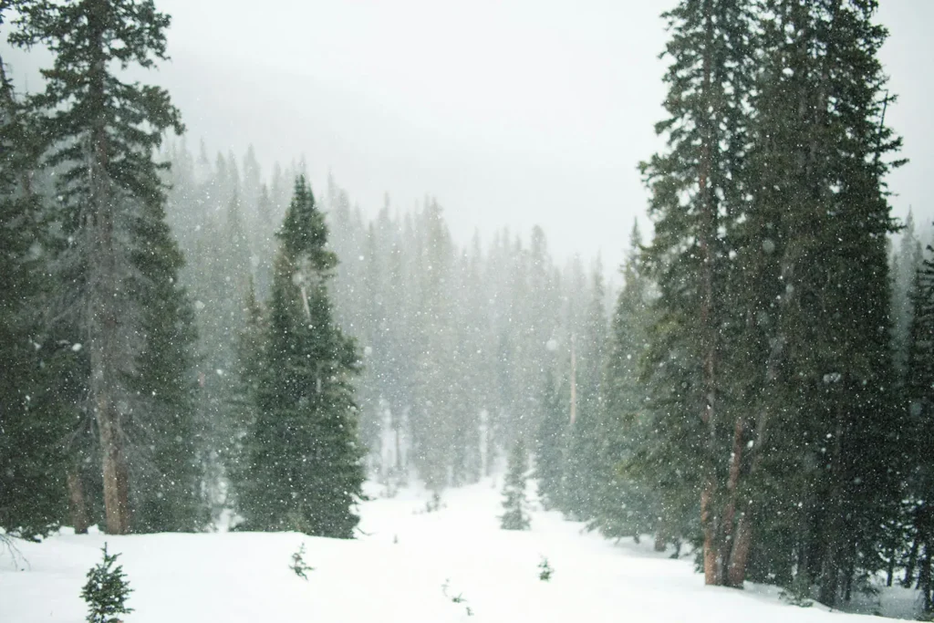 Snowfall drifting through a dense evergreen forest on a foggy winter day