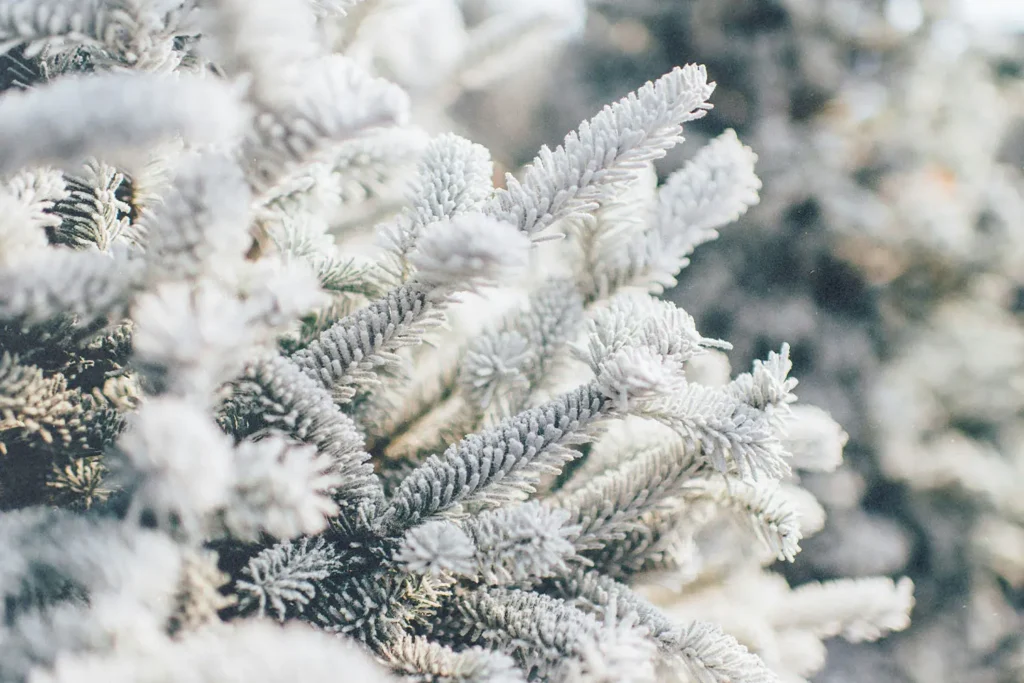 Close-up of snow‑covered evergreen branches glistening in soft winter light