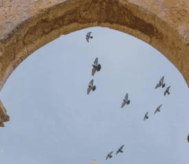 Sky view of an arch with birds flying above