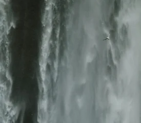 Seagull flying through waterfall