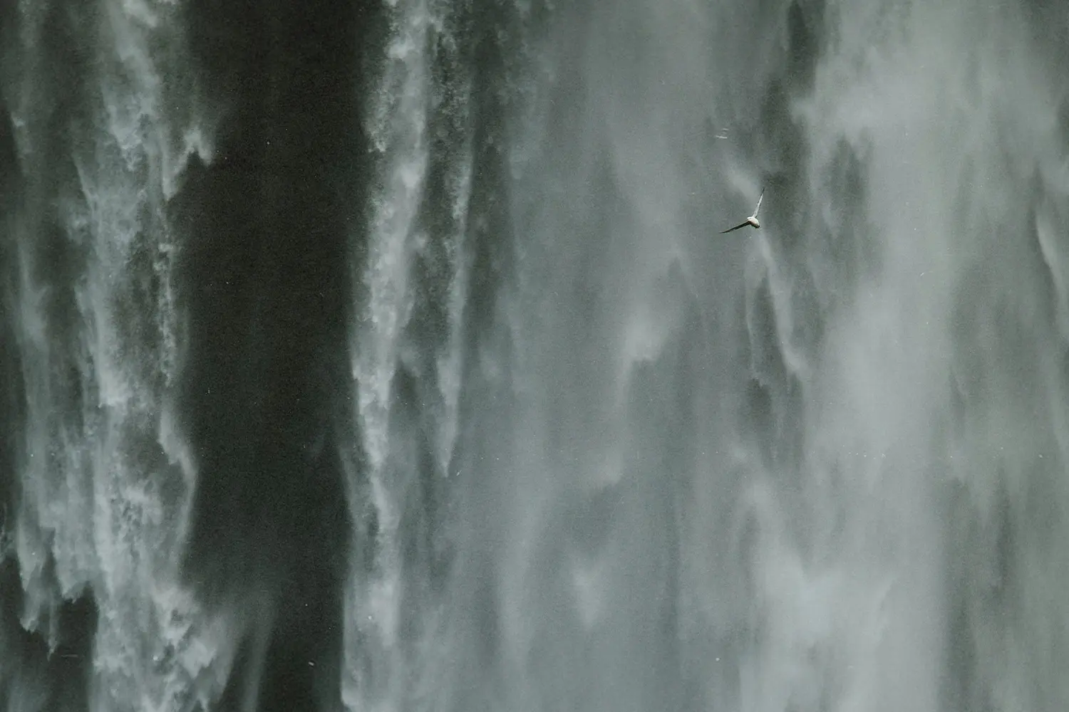 Seagull flying through waterfall