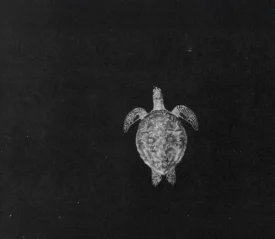 Aerial view of turtle in the water