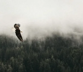 eagle soaring in the sky over a foggy forest