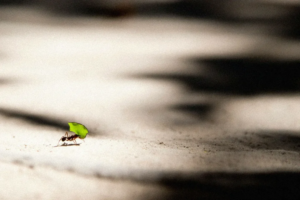 Tiny ant holding a green leaf