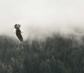 A bald eagle soars over a dense forest, with mist drifting through the treetops