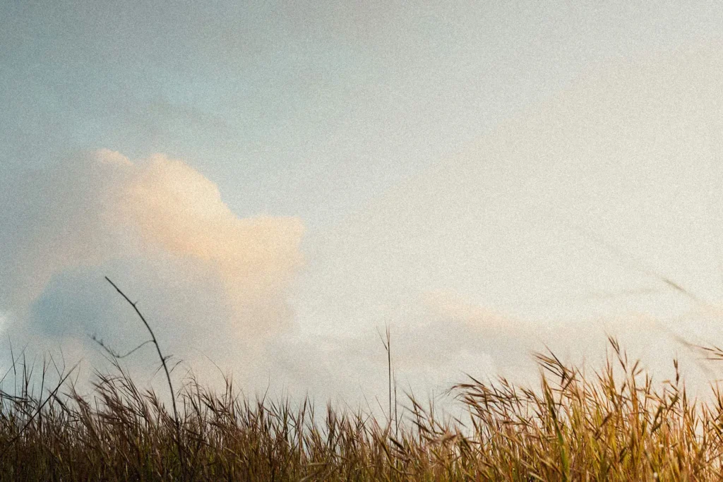 Sunset sky and a grass field