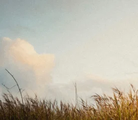 Sunset sky and a grass field