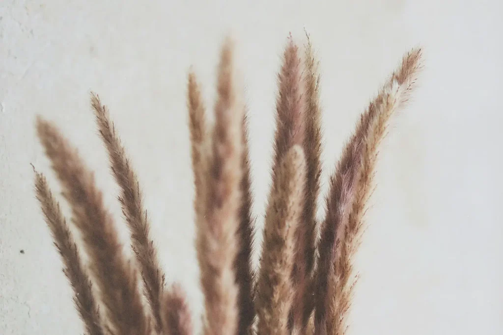 Close-up of soft, beige and brown dried grass plumes against a light neutral background