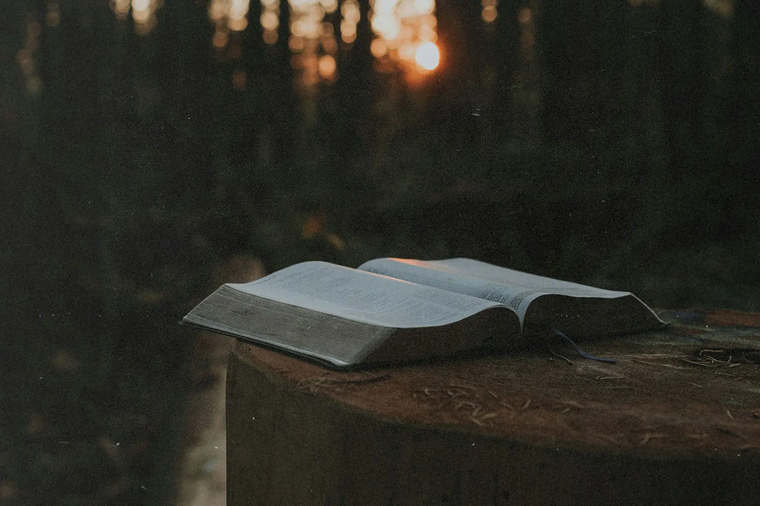 Open Bible resting on a tree stump in a forest with warm sunlight shining through the trees