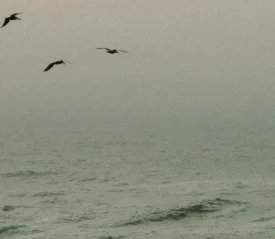 birds flying over water