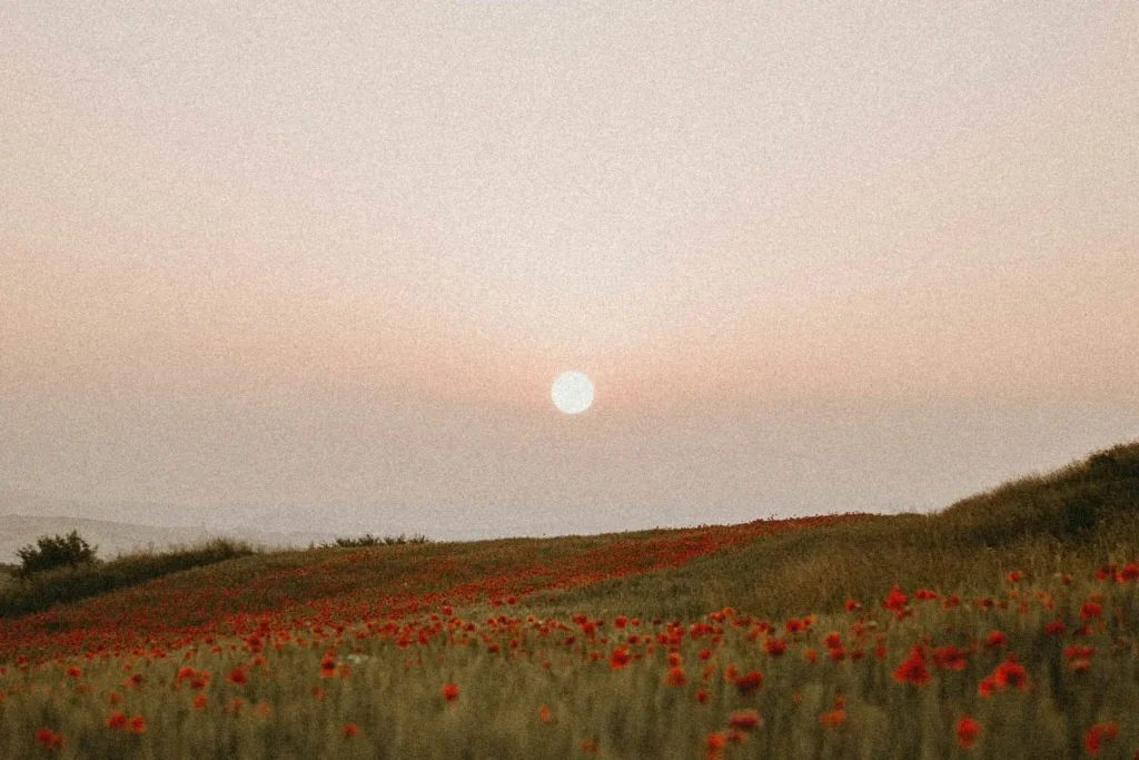 sun setting over a field of flowers