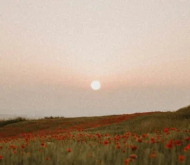 sun setting over a field of flowers