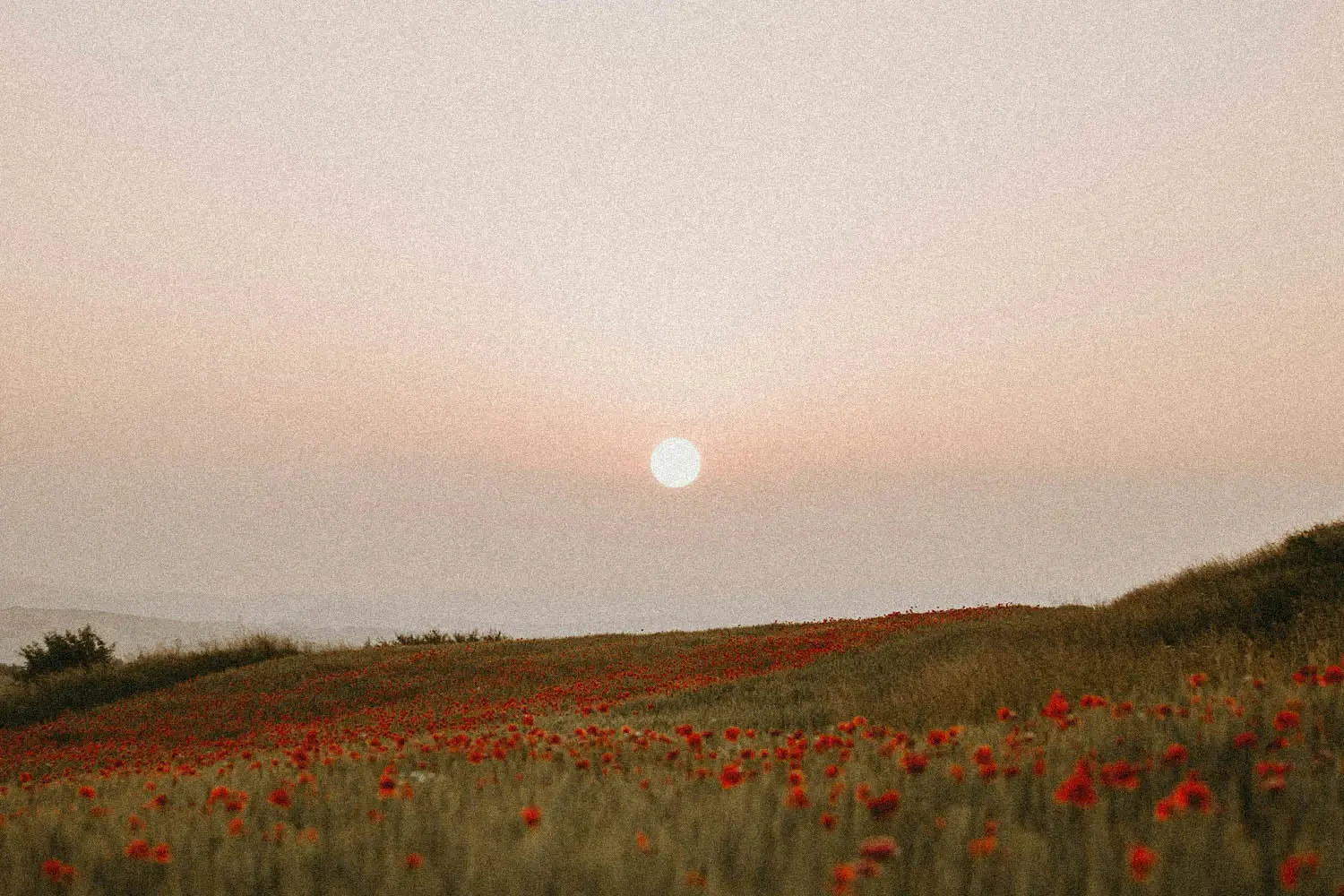 sun setting over a field of flowers