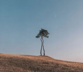 Two tall, slender trees stand together on a gently sloped hill beneath a clear blue sky