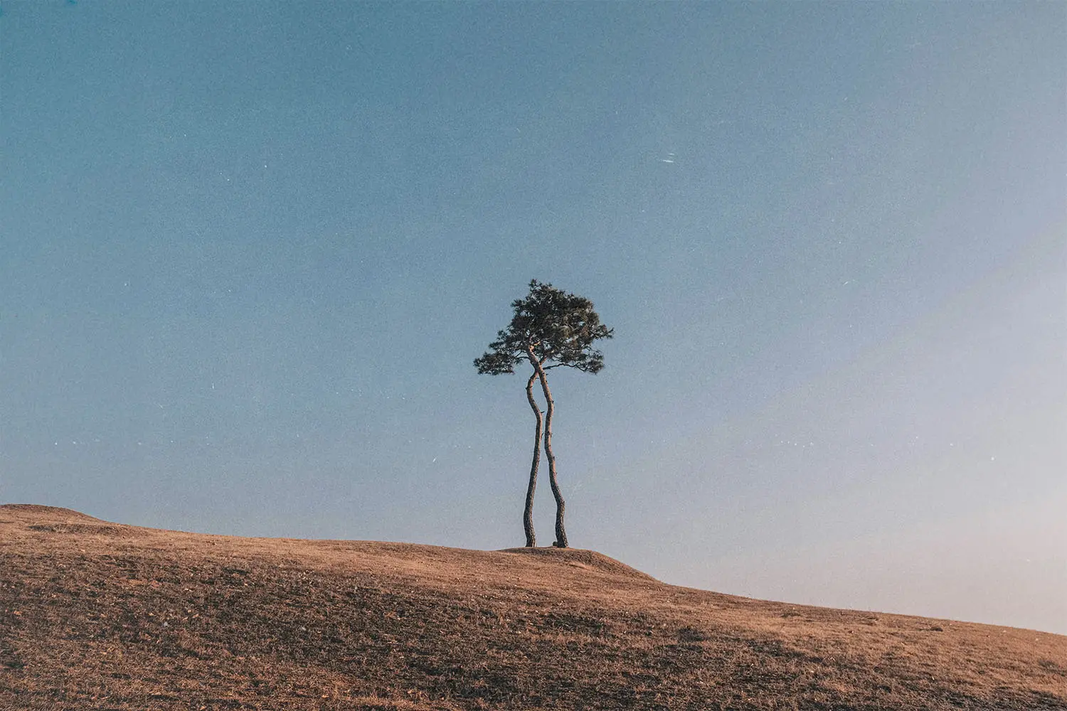 Two tall, slender trees stand together on a gently sloped hill beneath a clear blue sky