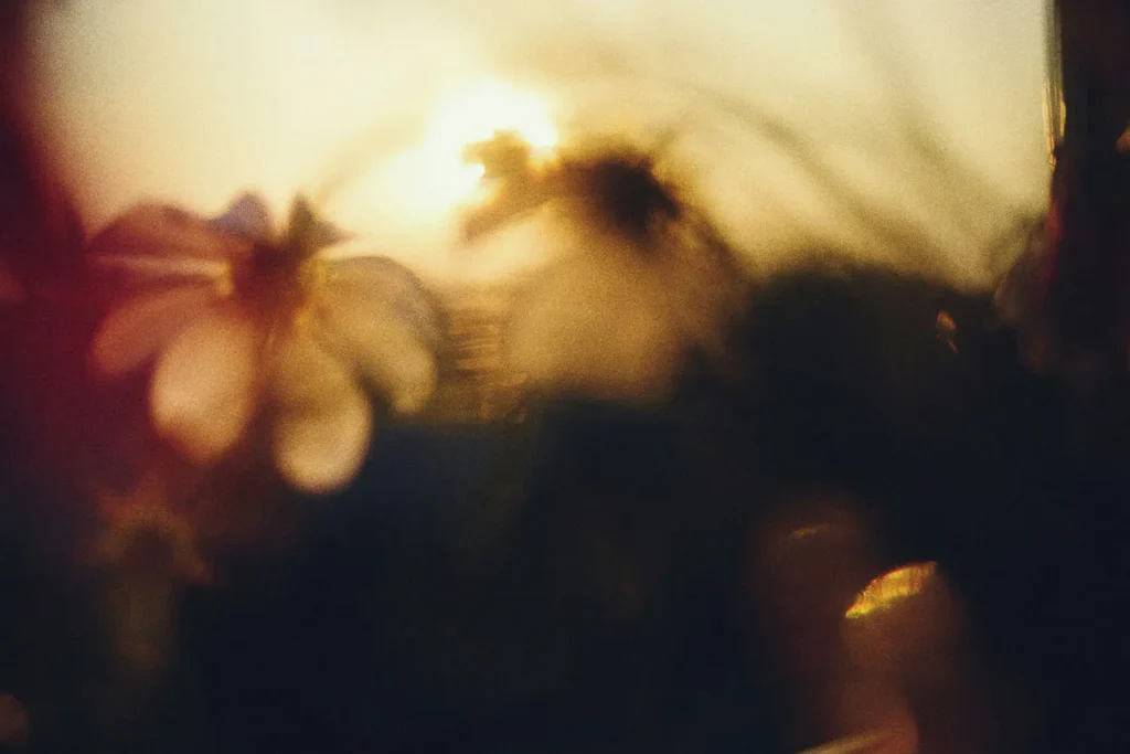 Blurred image of field of flowers