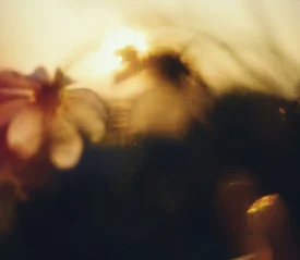 Blurred image of field of flowers