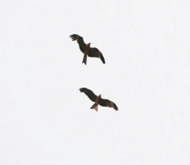 Underbellies of two birds flying through white skies